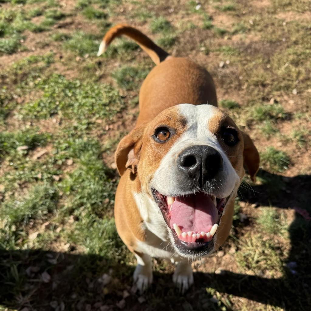 Dixie