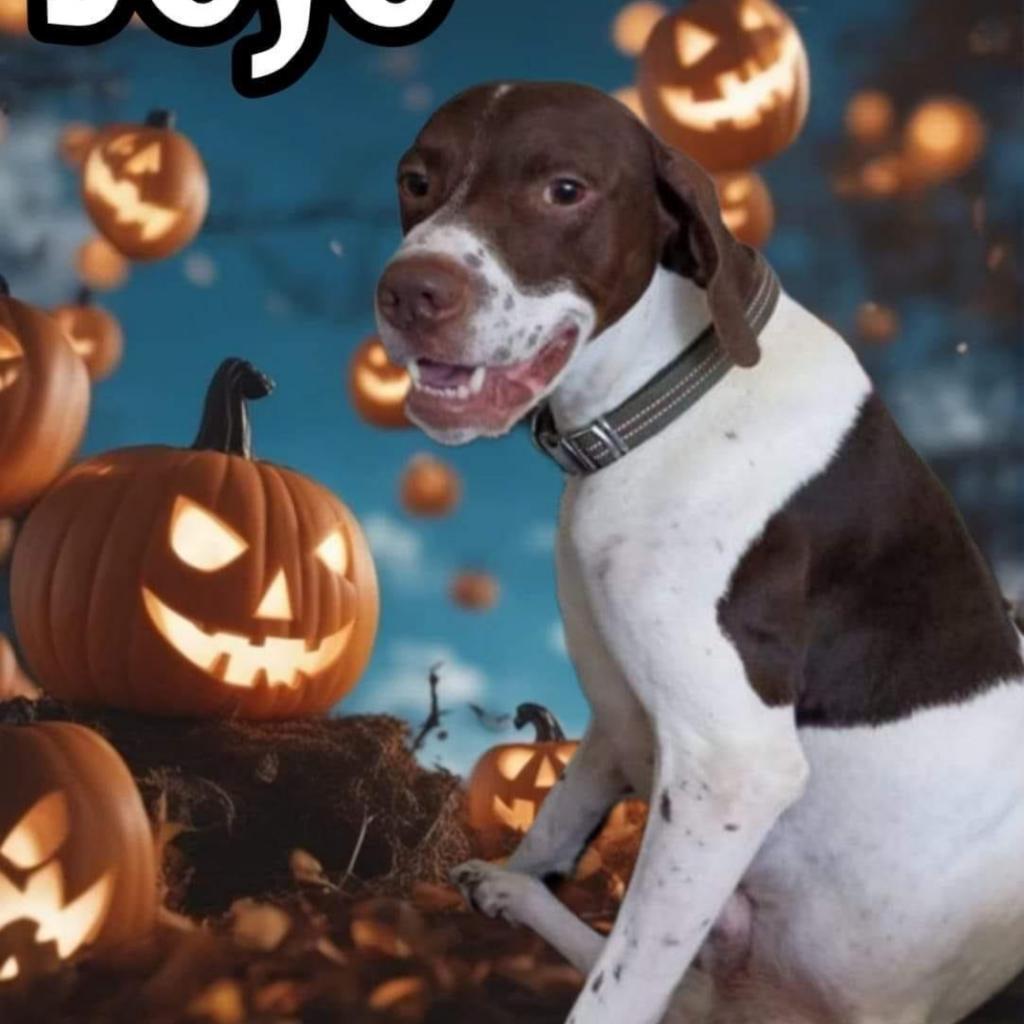 Jojo