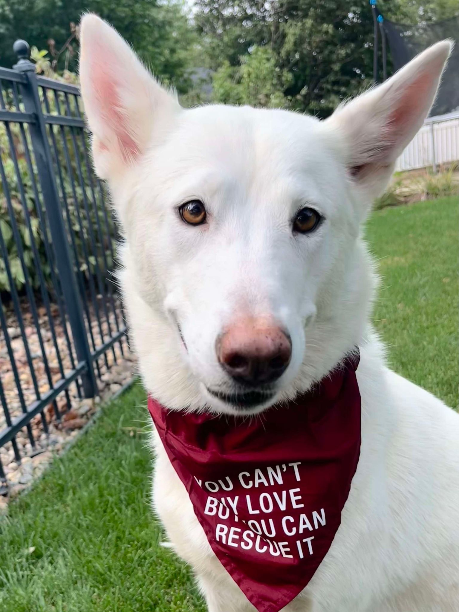 Bianca *PENDING*. Nka Calla, an adoptable White German Shepherd in Gretna, NE, 68028 | Photo Image 1