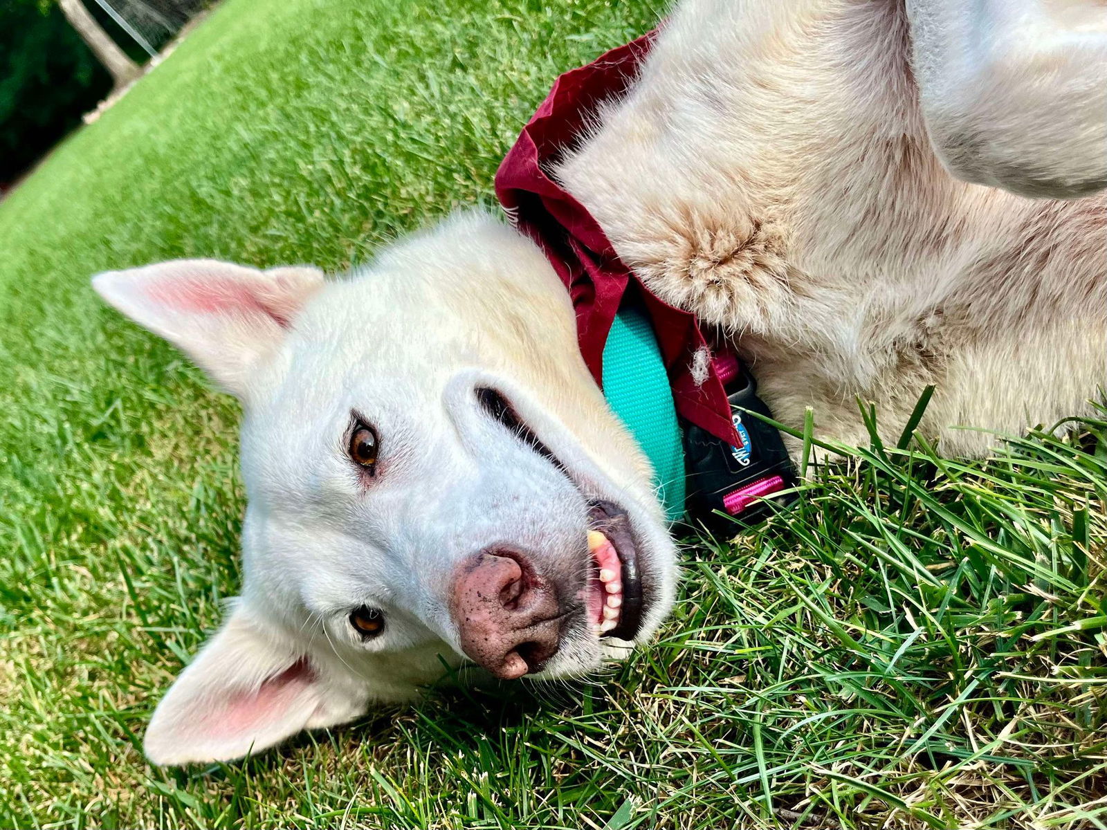 Bianca *PENDING*. Nka Calla, an adoptable White German Shepherd in Gretna, NE, 68028 | Photo Image 3