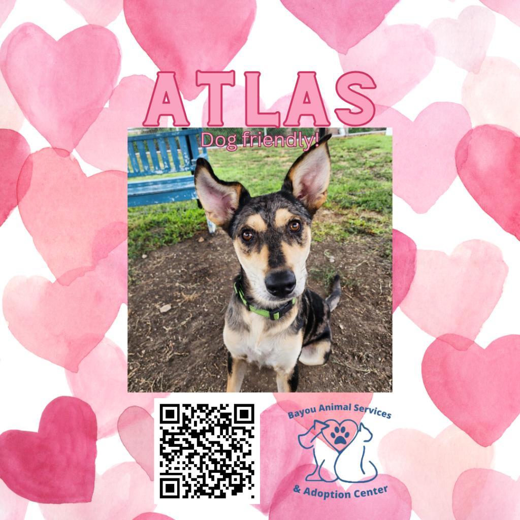 Atlas