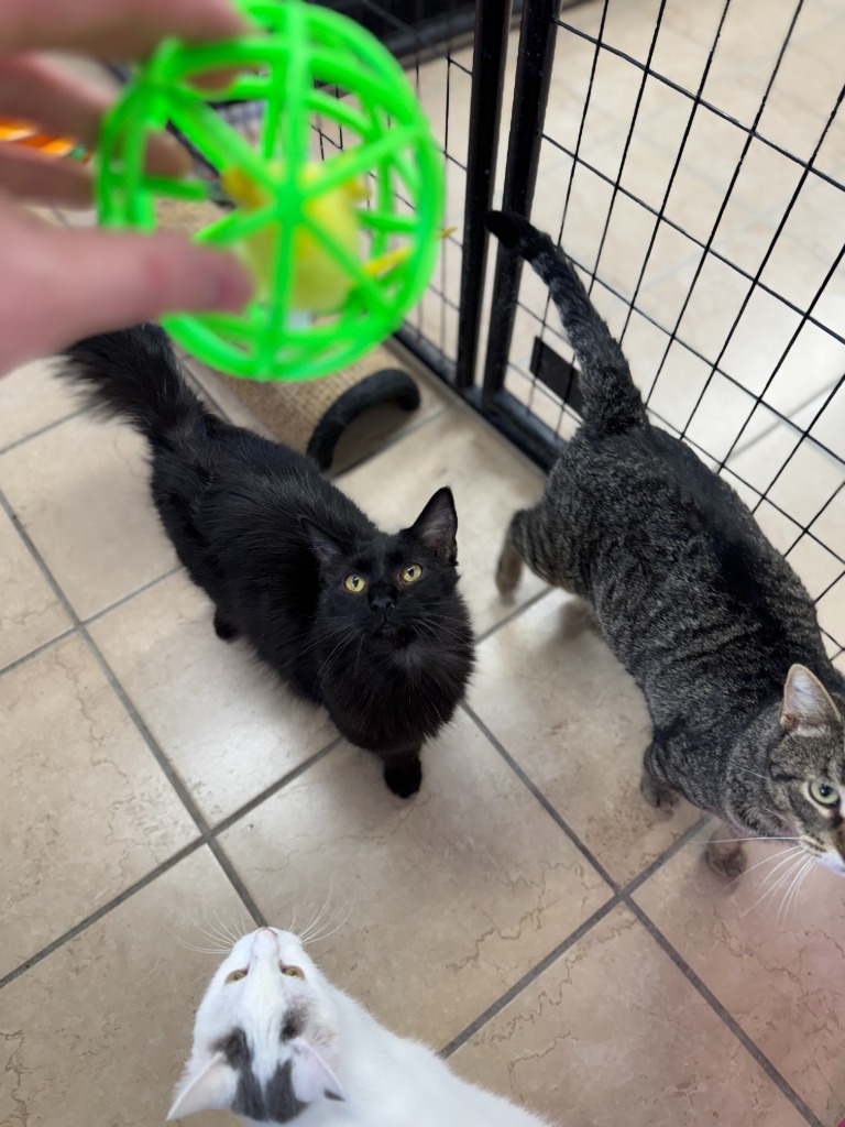 Romeo, an adoptable Domestic Long Hair in Hastings, NE, 68901 | Photo Image 1