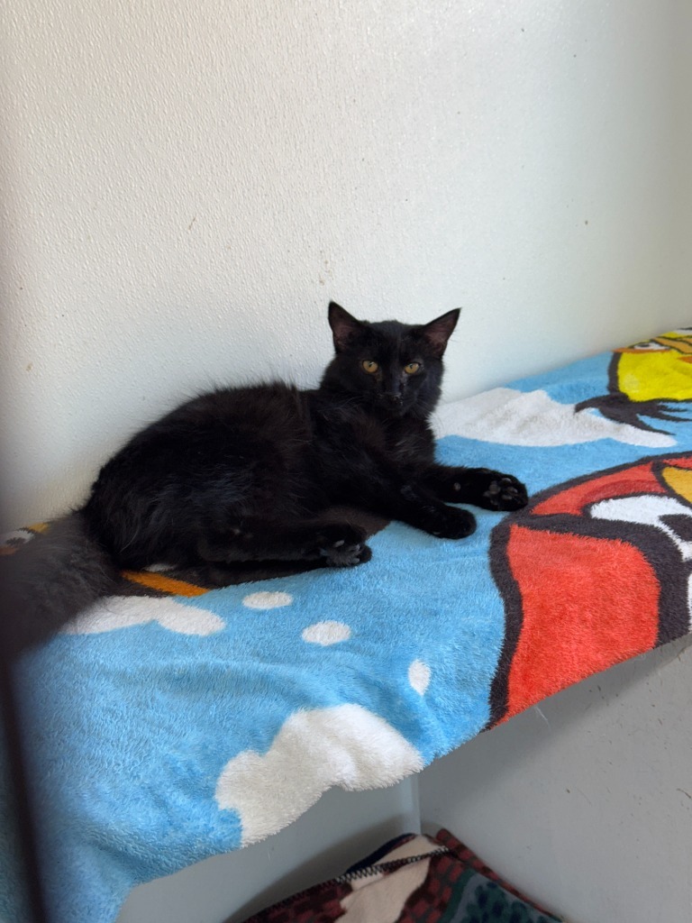Romeo, an adoptable Domestic Long Hair in Hastings, NE, 68901 | Photo Image 2