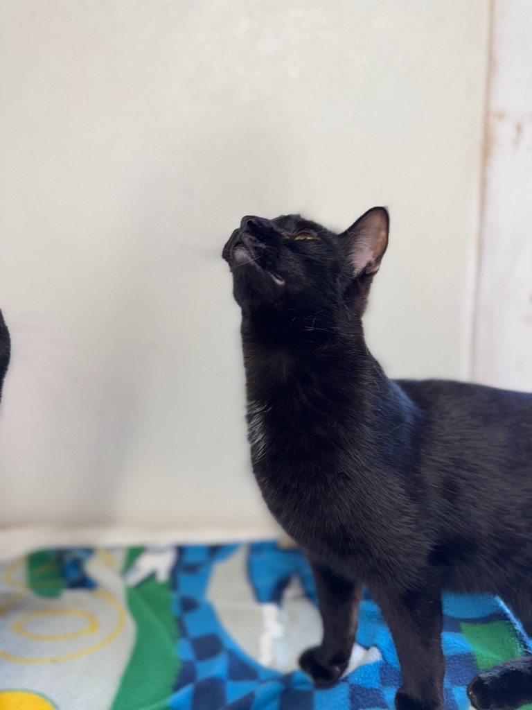 Salem, an adoptable Domestic Short Hair in Hastings, NE, 68901 | Photo Image 1