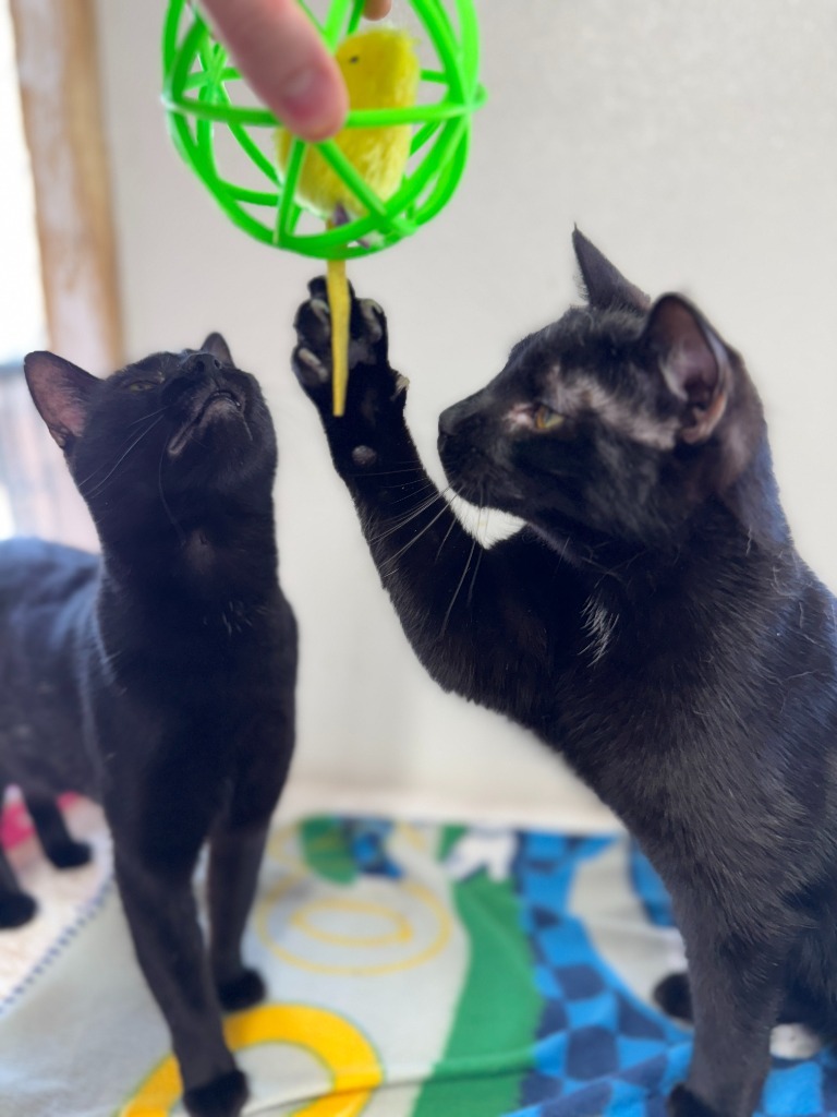 Salem, an adoptable Domestic Short Hair in Hastings, NE, 68901 | Photo Image 2