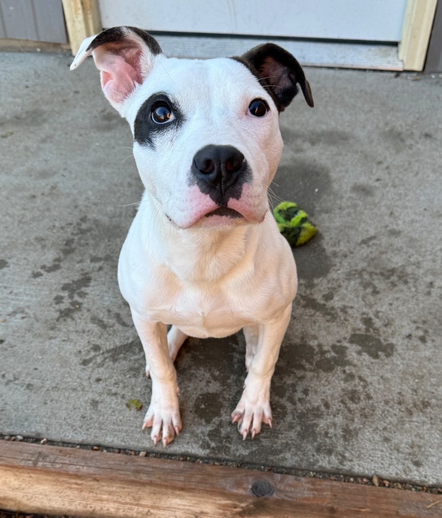 Penny, an adoptable Pit Bull Terrier in Hastings, NE, 68901 | Photo Image 1