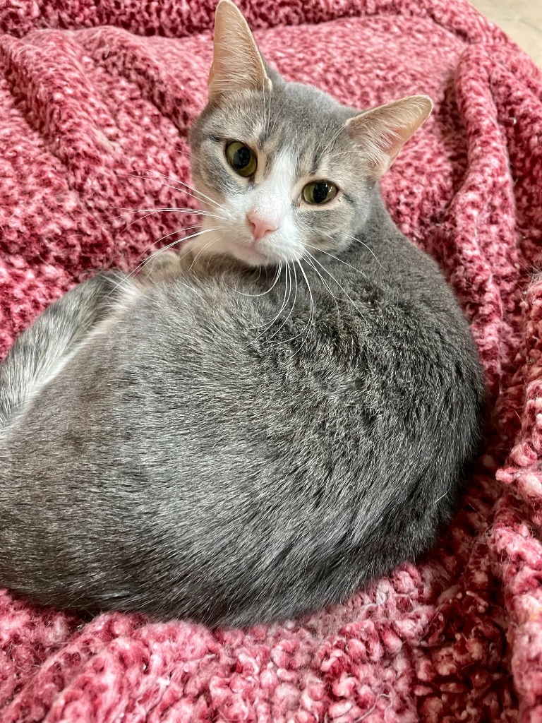 Morticia, an adoptable Domestic Short Hair in Hastings, NE, 68901 | Photo Image 1