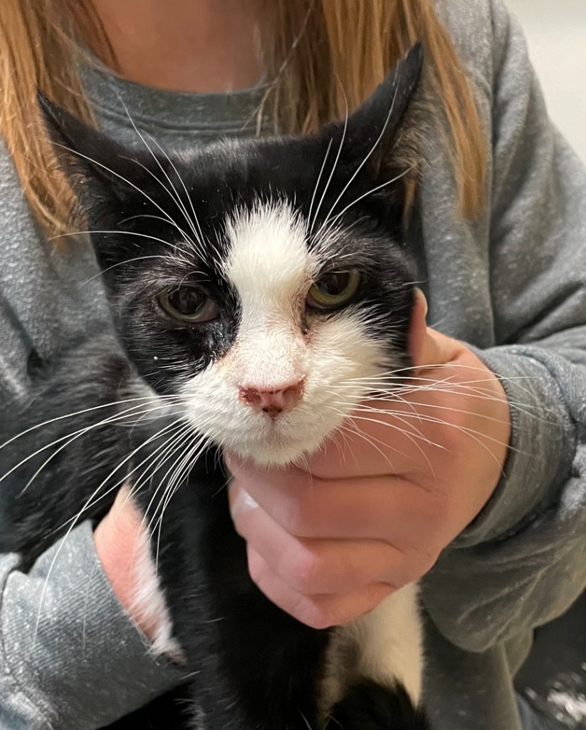 Oreo, an adoptable Domestic Short Hair in Hastings, NE, 68901 | Photo Image 1