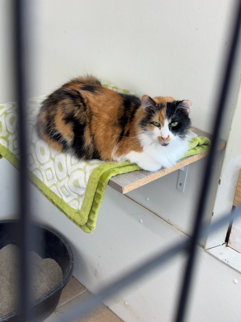 Flora, an adoptable Domestic Long Hair in Hastings, NE, 68901 | Photo Image 1