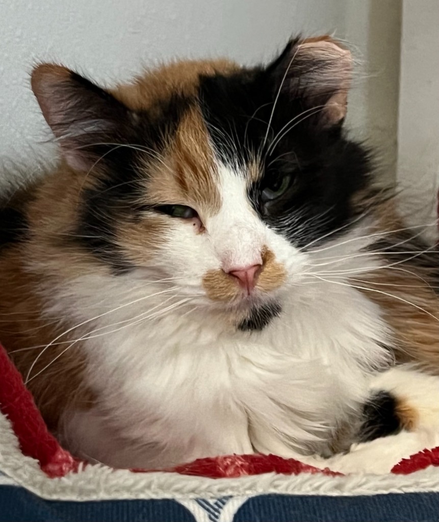 Flora, an adoptable Domestic Long Hair in Hastings, NE, 68901 | Photo Image 2