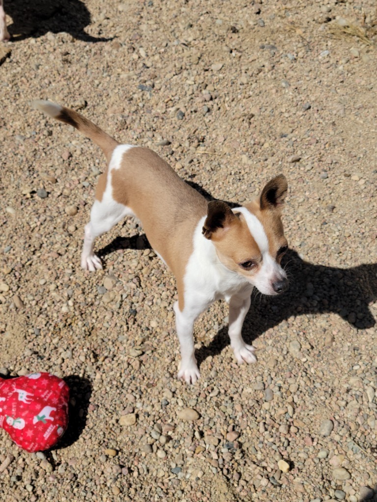 Roger, an adoptable Chihuahua in Hastings, NE, 68901 | Photo Image 1