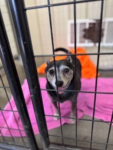 Spazz, an adoptable Chihuahua in Hastings, NE, 68901 | Photo Image 1