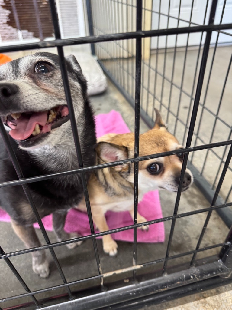 Spazz, an adoptable Chihuahua in Hastings, NE, 68901 | Photo Image 2