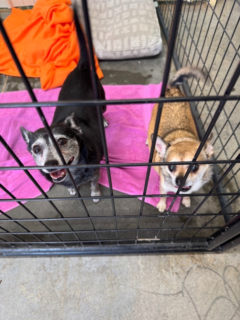 Spazz, an adoptable Chihuahua in Hastings, NE, 68901 | Photo Image 3
