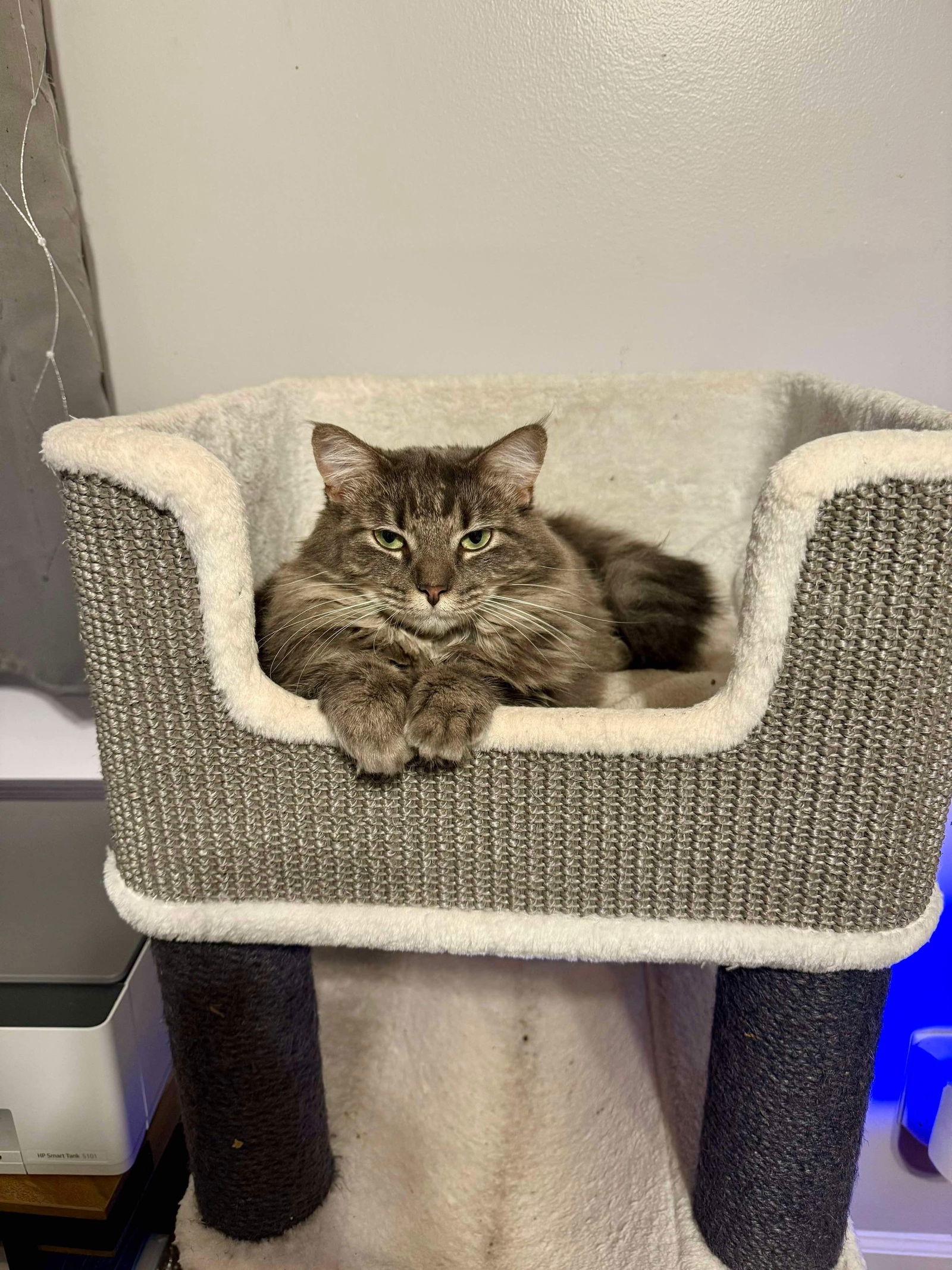 Cat for adoption Rapunzel, a Domestic Long Hair in Camden, SC Petfinder