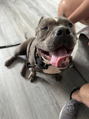 Gloria, Adult Female Pit Bull Terrier