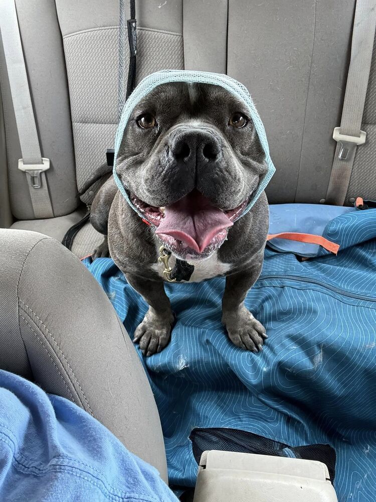 Gloria, an adoptable Pit Bull Terrier in Albuquerque, NM, 87199 | Photo Image 2