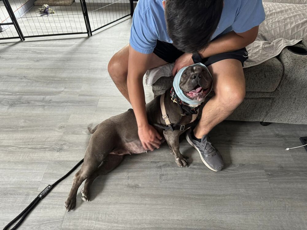 Gloria, an adoptable Pit Bull Terrier in Albuquerque, NM, 87199 | Photo Image 3