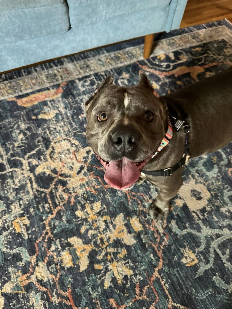 Gloria, an adoptable Pit Bull Terrier in Albuquerque, NM, 87199 | Photo Image 4