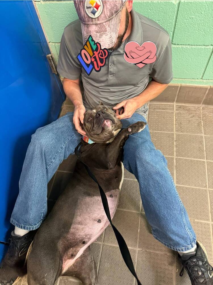 Gloria, an adoptable Pit Bull Terrier in Albuquerque, NM, 87199 | Photo Image 5