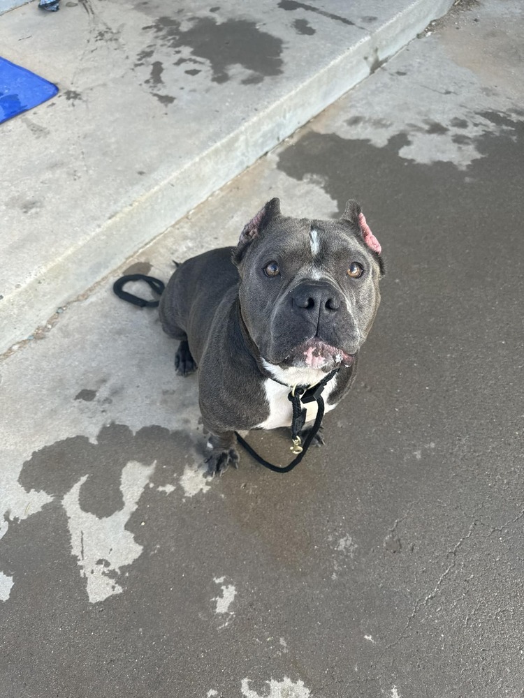 Gloria, an adoptable Pit Bull Terrier in Albuquerque, NM, 87199 | Photo Image 6