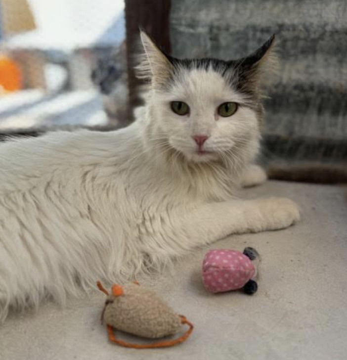 Sassy, an adoptable Ragdoll, Domestic Medium Hair in Williamsburg, NM, 87942 | Photo Image 3