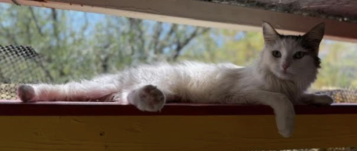 Sassy, an adoptable Ragdoll, Domestic Medium Hair in Williamsburg, NM, 87942 | Photo Image 5