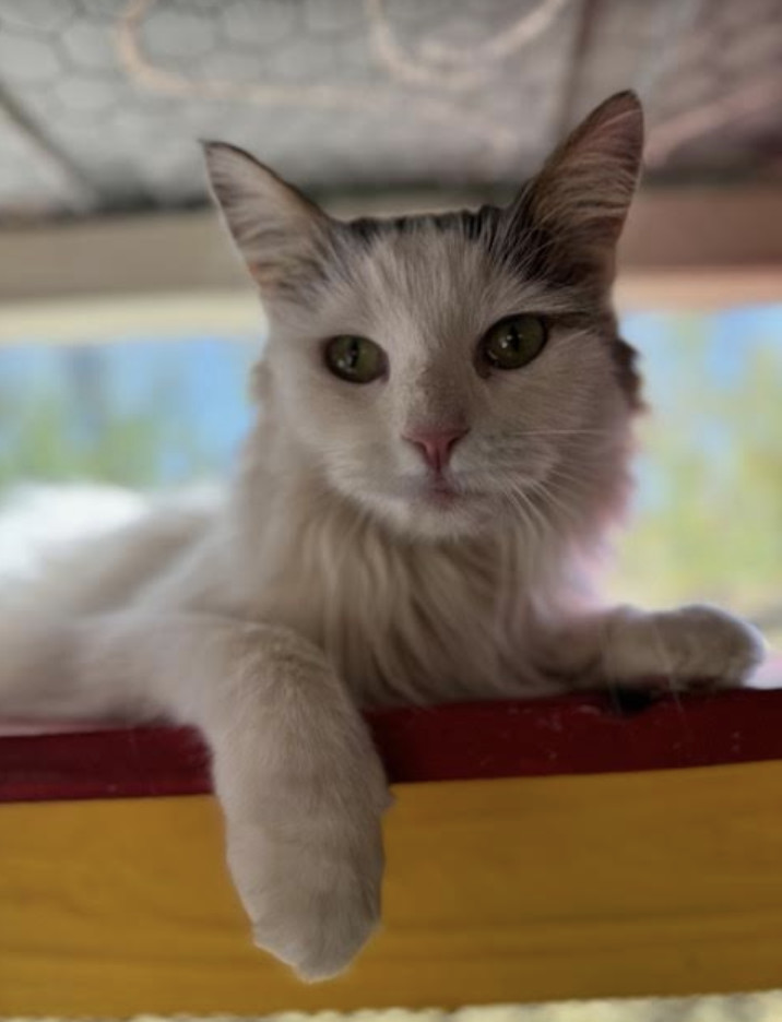 Sassy, an adoptable Ragdoll, Domestic Medium Hair in Williamsburg, NM, 87942 | Photo Image 7