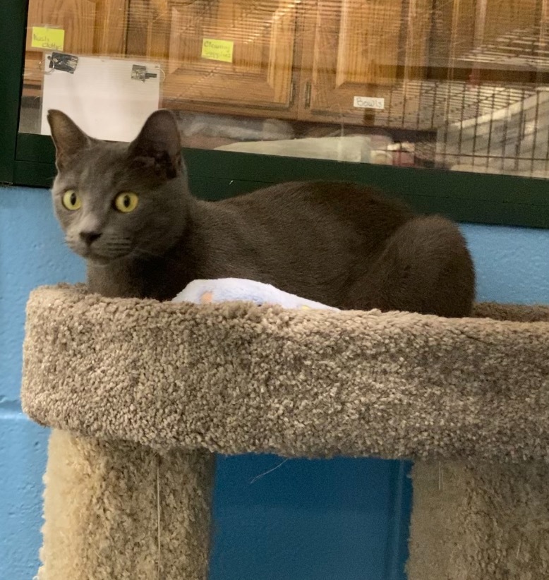 Cat for adoption Lucy, a Domestic Short Hair Mix in St. Albans, VT