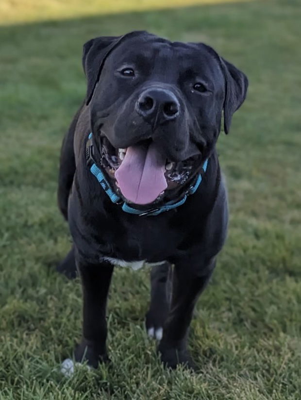 Joe, an adoptable Pit Bull Terrier in Polson, MT, 59860 | Photo Image 1