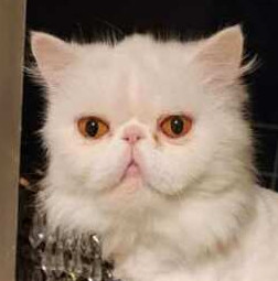 Hollywood, an adoptable Persian in Ocala, FL, 34475 | Photo Image 1