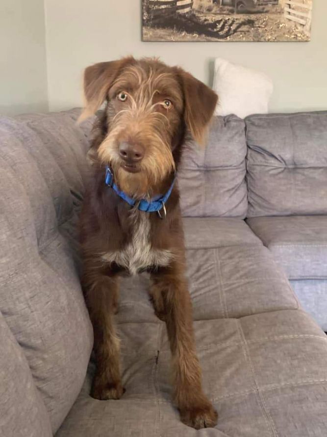 Dog for adoption Chip, a Mixed Breed in Wausau, WI Petfinder