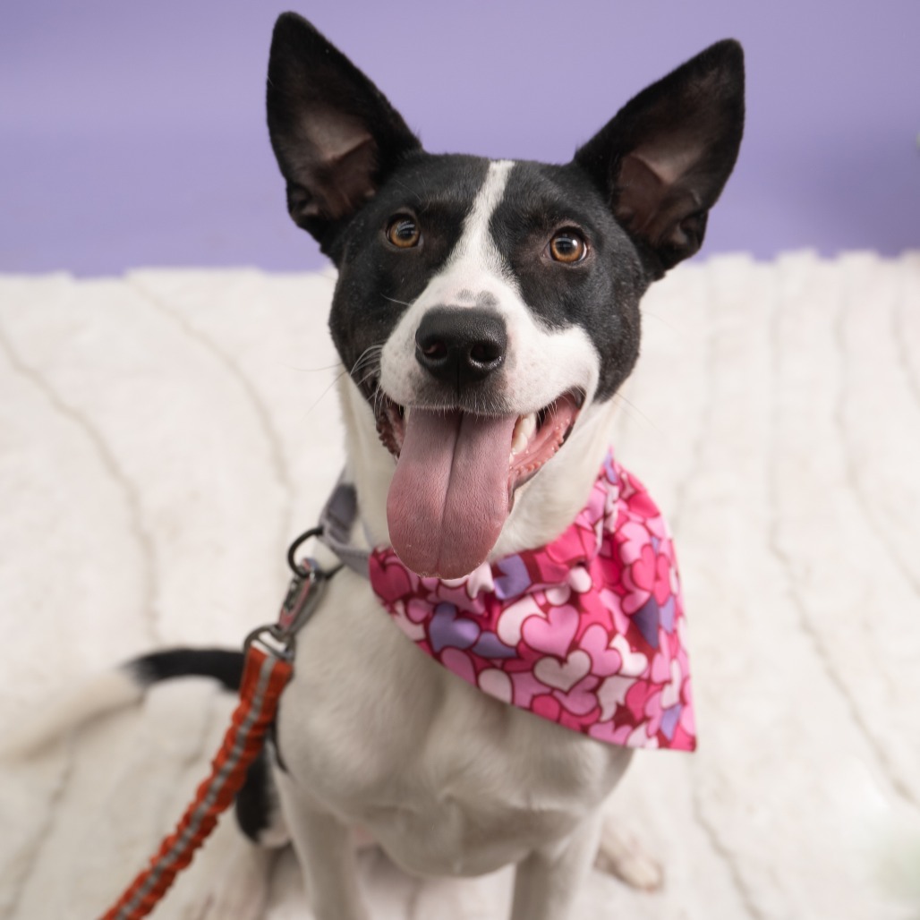 Panda, an adoptable Mixed Breed in Sioux Falls, SD, 57106 | Photo Image 1