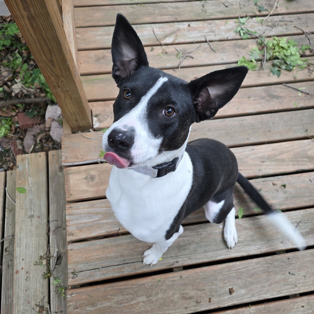 Panda, an adoptable Mixed Breed in Sioux Falls, SD, 57106 | Photo Image 1