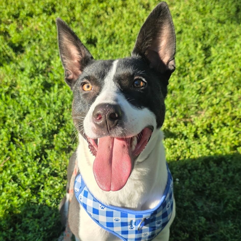 Panda, an adoptable Mixed Breed in Sioux Falls, SD, 57106 | Photo Image 1