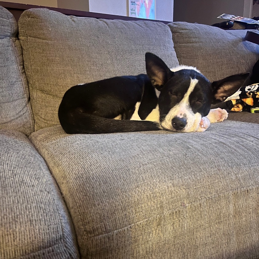 Panda, an adoptable Mixed Breed in Sioux Falls, SD, 57106 | Photo Image 4