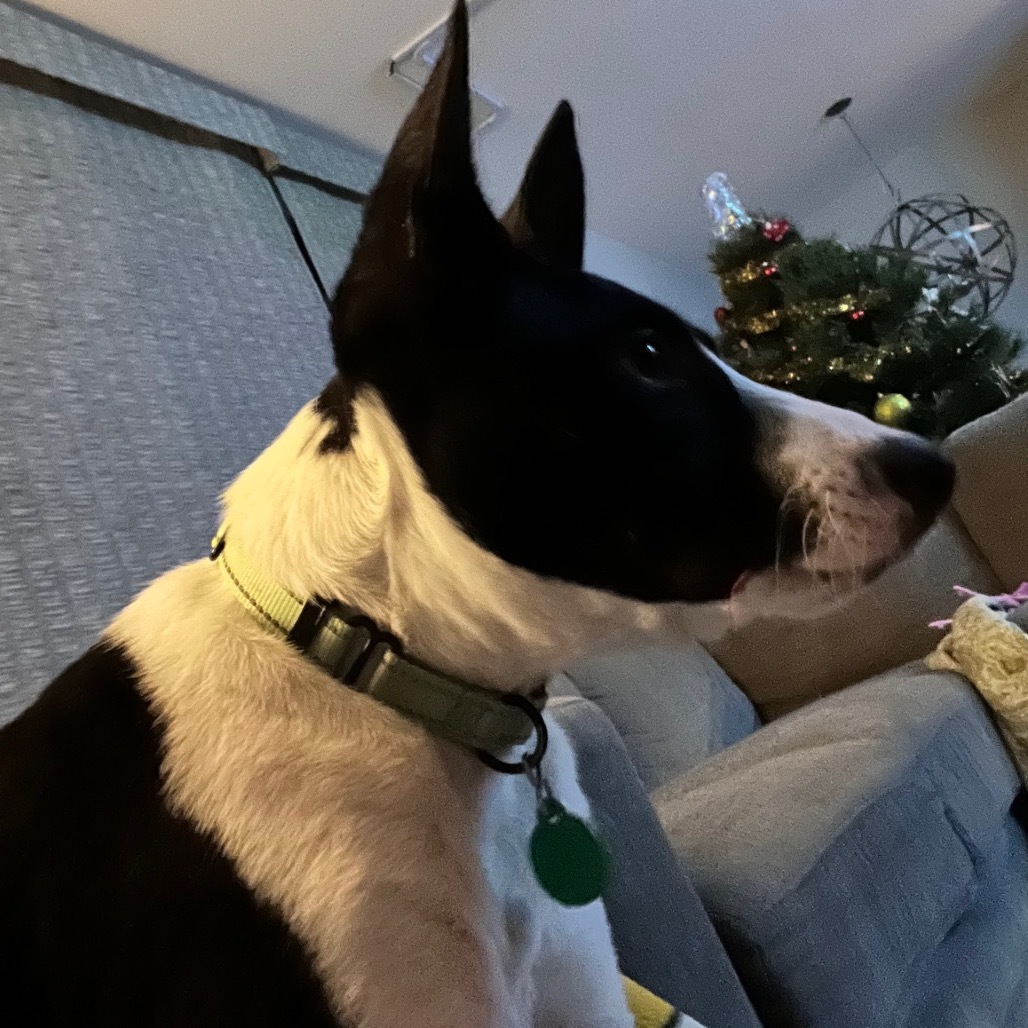 Panda, an adoptable Mixed Breed in Sioux Falls, SD, 57106 | Photo Image 5