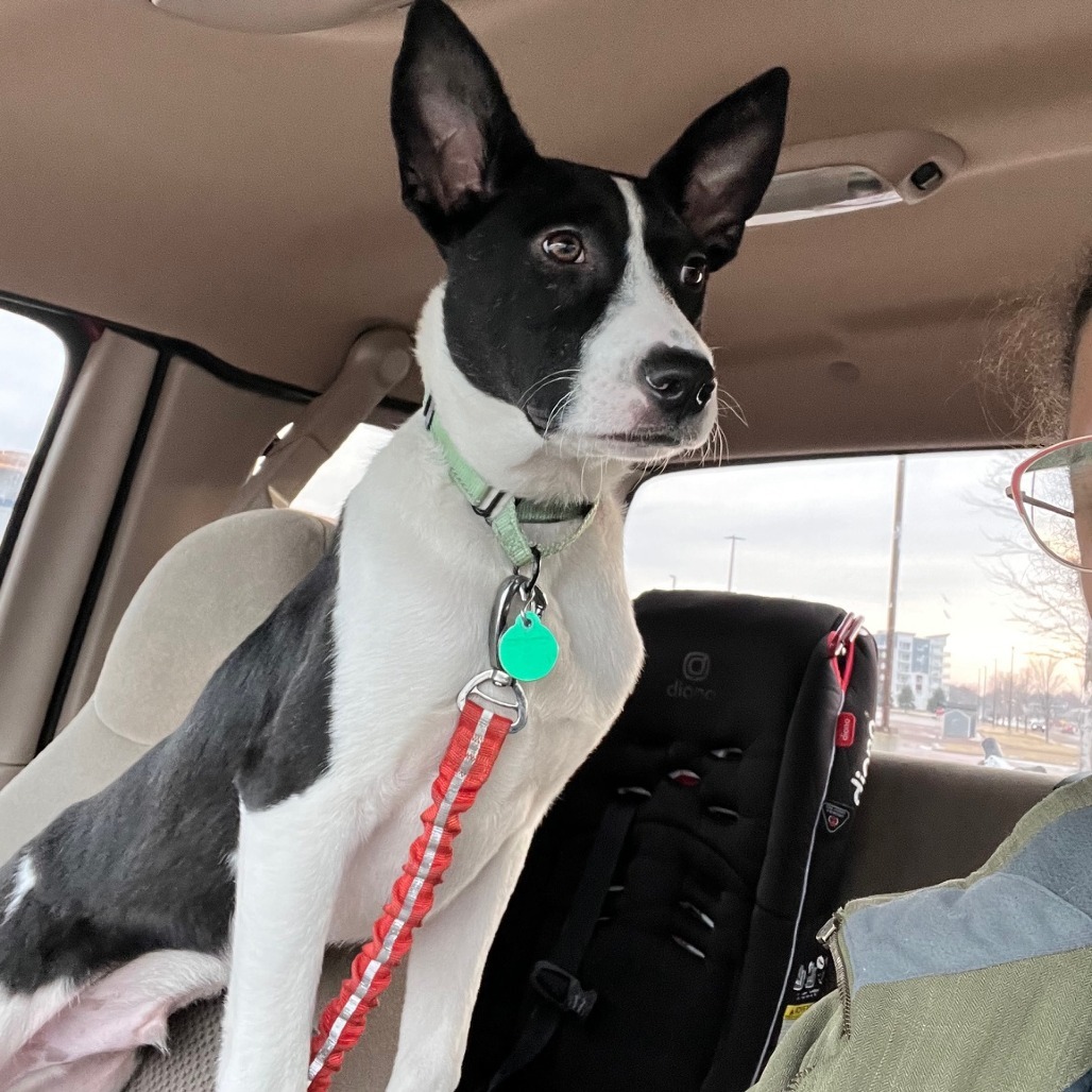 Panda, an adoptable Mixed Breed in Sioux Falls, SD, 57106 | Photo Image 5