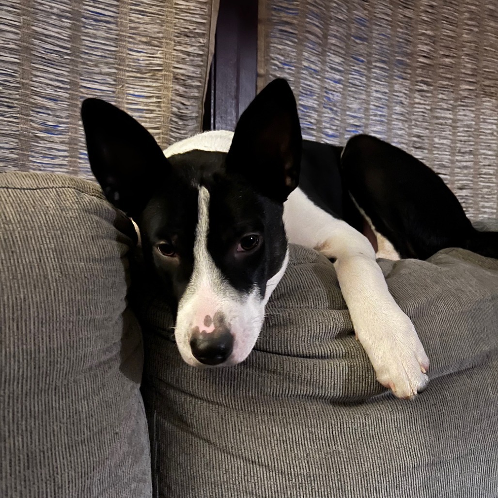 Panda, an adoptable Mixed Breed in Sioux Falls, SD, 57106 | Photo Image 6