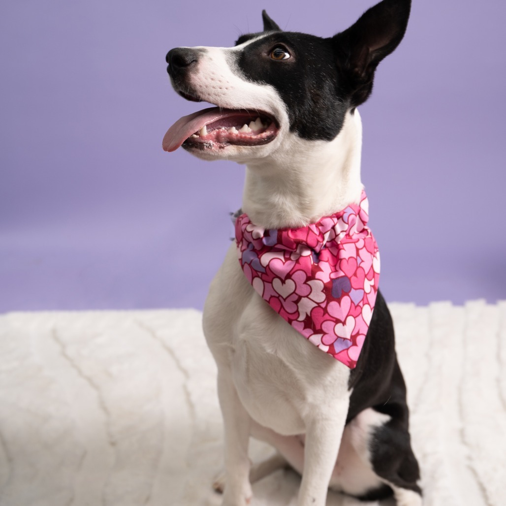 Panda, an adoptable Mixed Breed in Sioux Falls, SD, 57106 | Photo Image 6