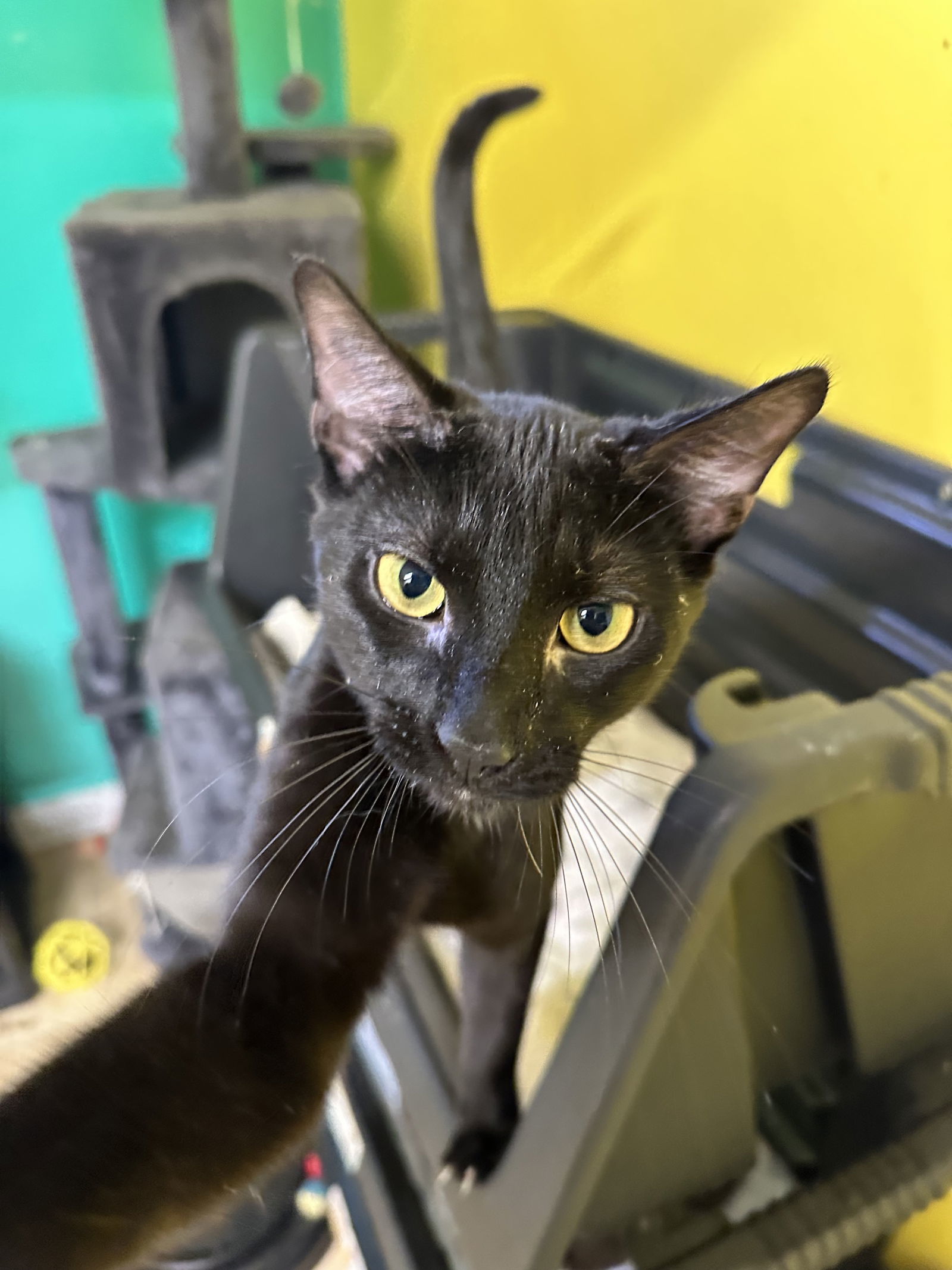 Boo, an adoptable Domestic Short Hair in Stover, MO, 65078 | Photo Image 1