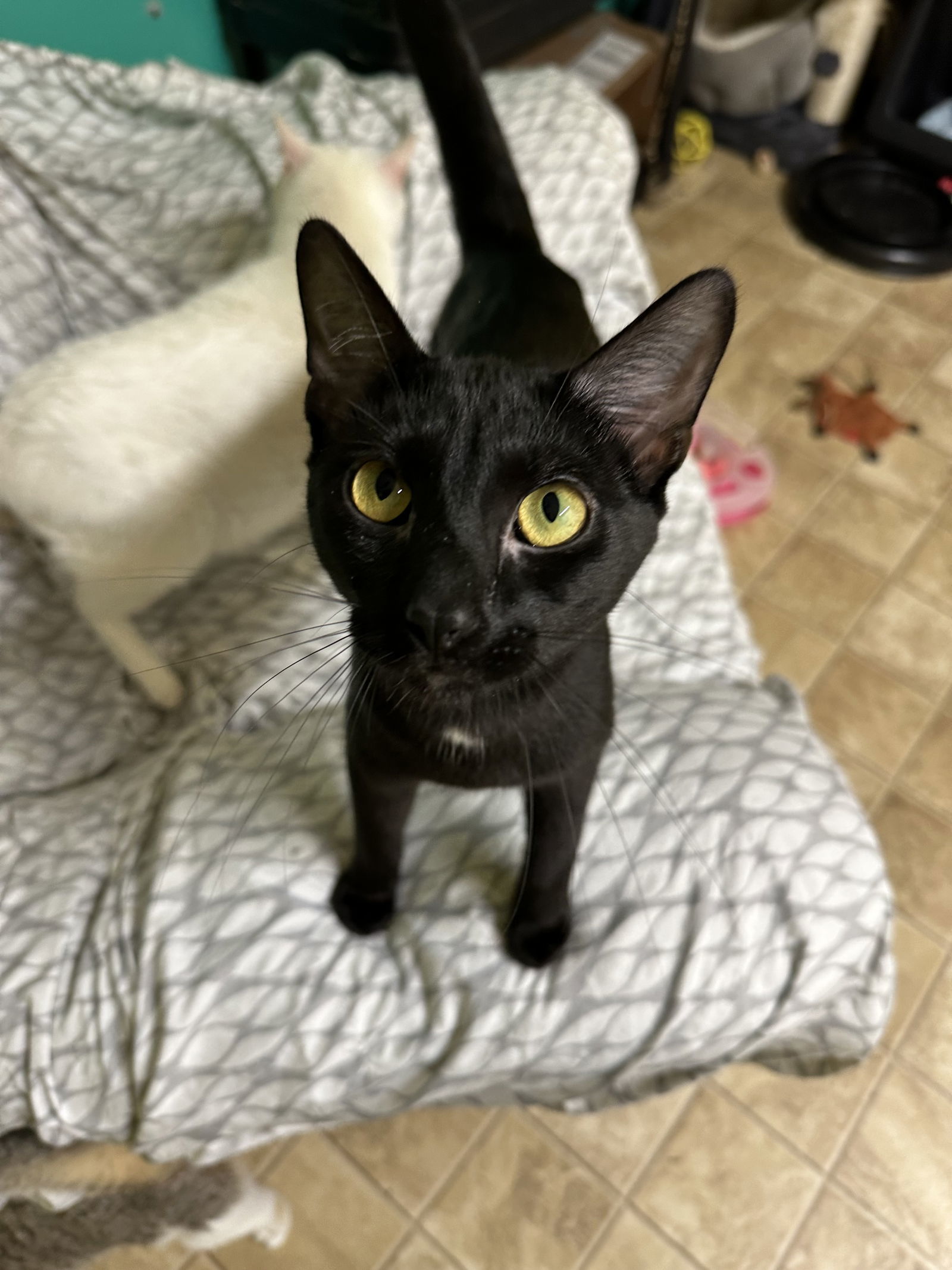 Boo, an adoptable Domestic Short Hair in Stover, MO, 65078 | Photo Image 2