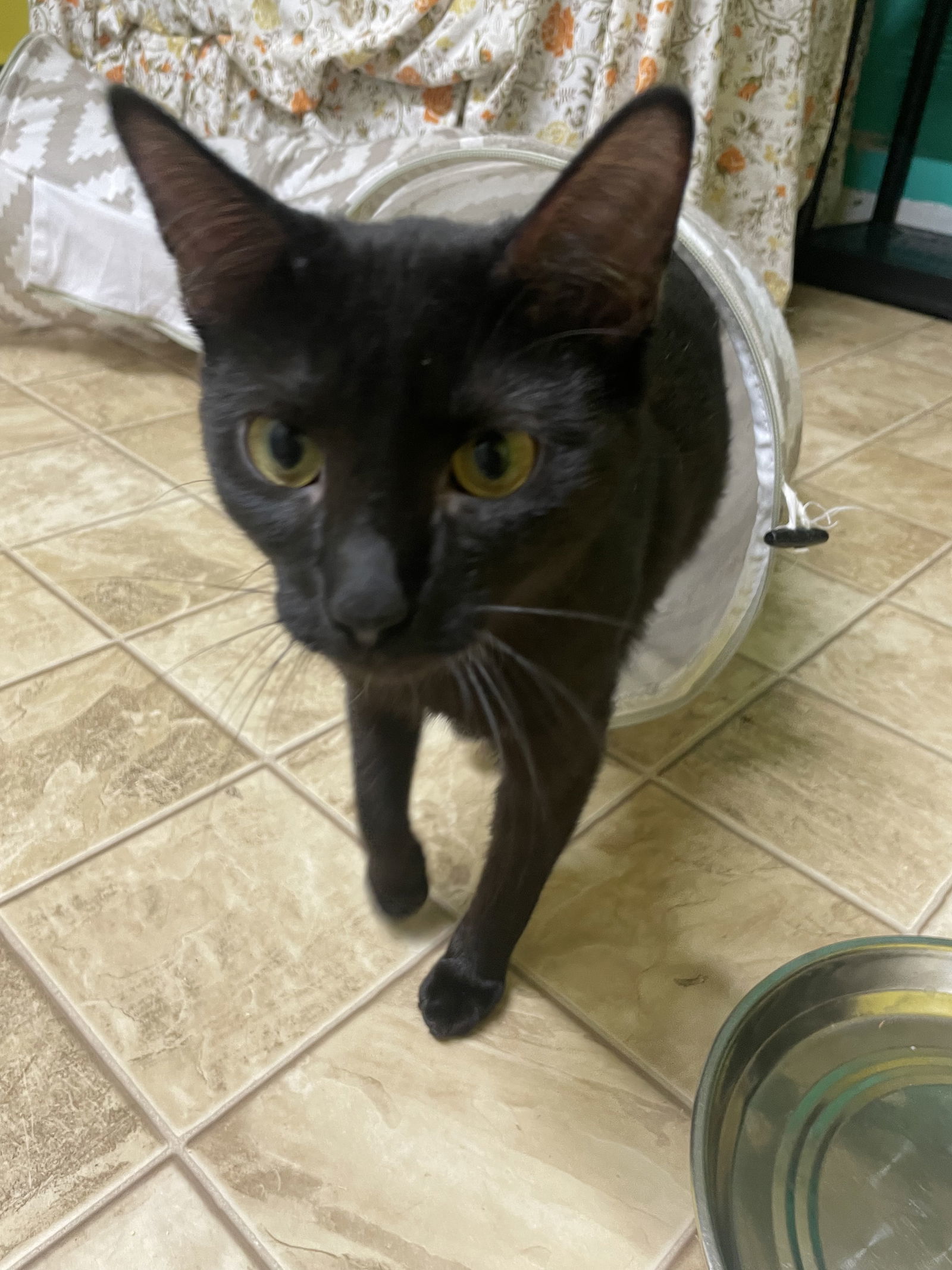 Boo, an adoptable Domestic Short Hair in Stover, MO, 65078 | Photo Image 3