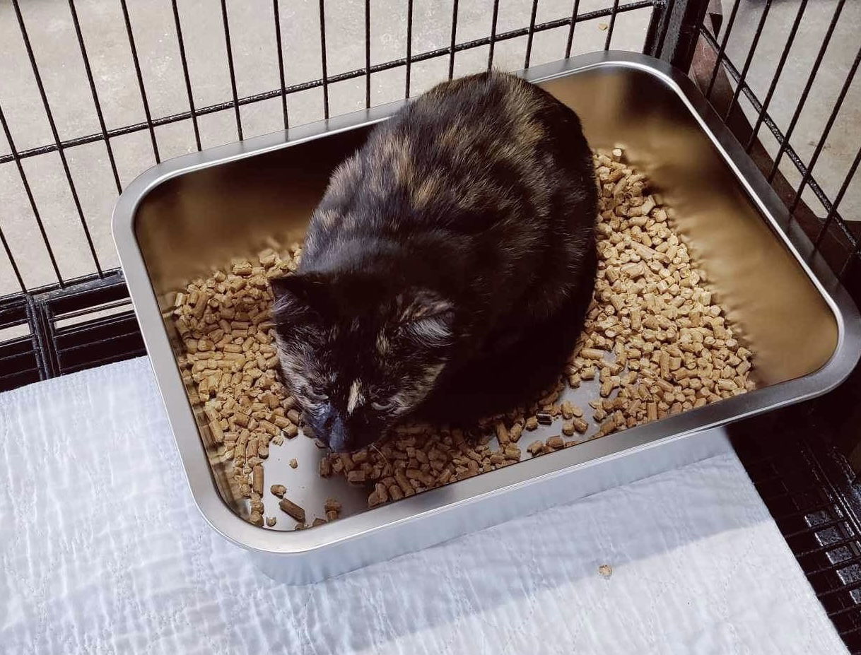 Shelly, an adoptable Tortoiseshell in Stover, MO, 65078 | Photo Image 1