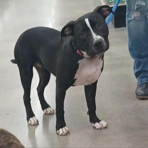 Diamond, Young Female Mixed Breed