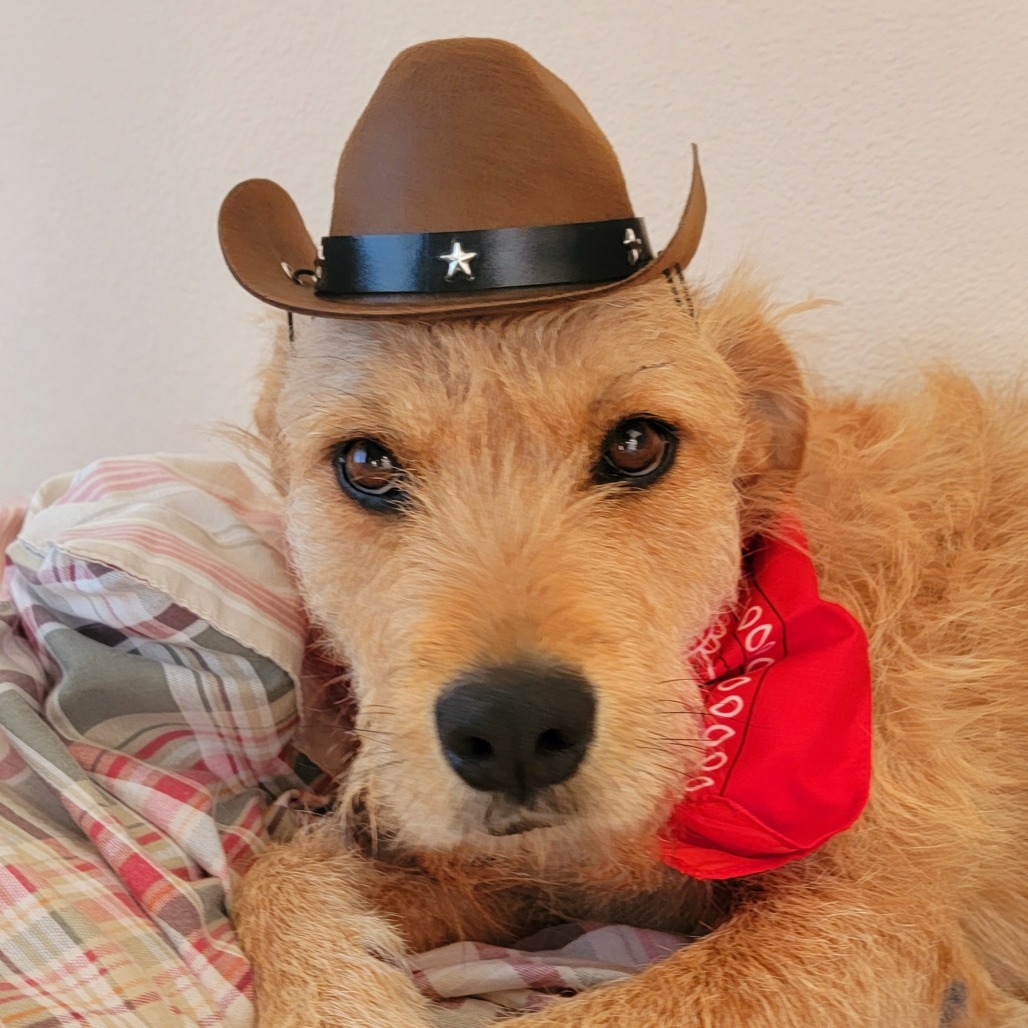 Treasure, an adoptable Terrier in Tuba City, AZ, 86045 | Photo Image 1