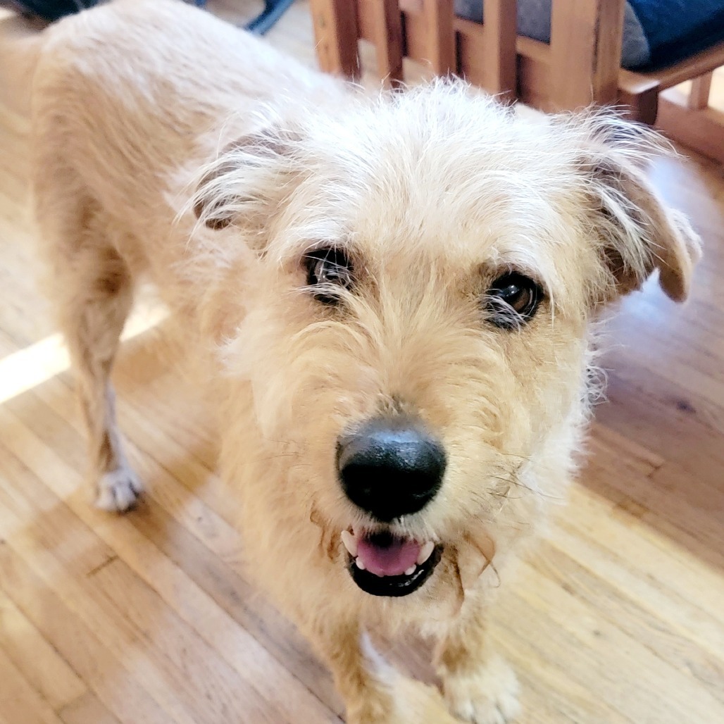 Treasure, an adoptable Terrier in Tuba City, AZ, 86045 | Photo Image 1