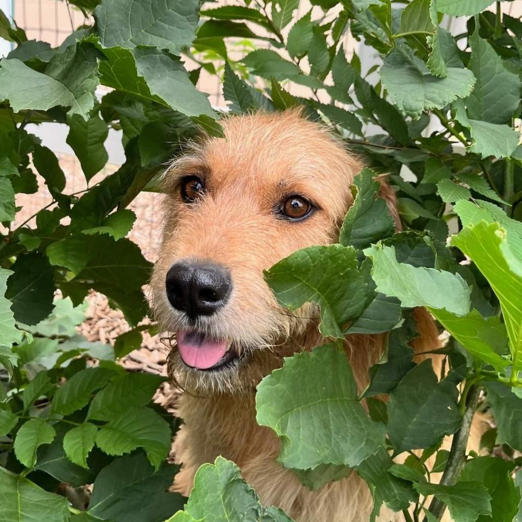 Treasure, an adoptable Terrier in Tuba City, AZ, 86045 | Photo Image 2