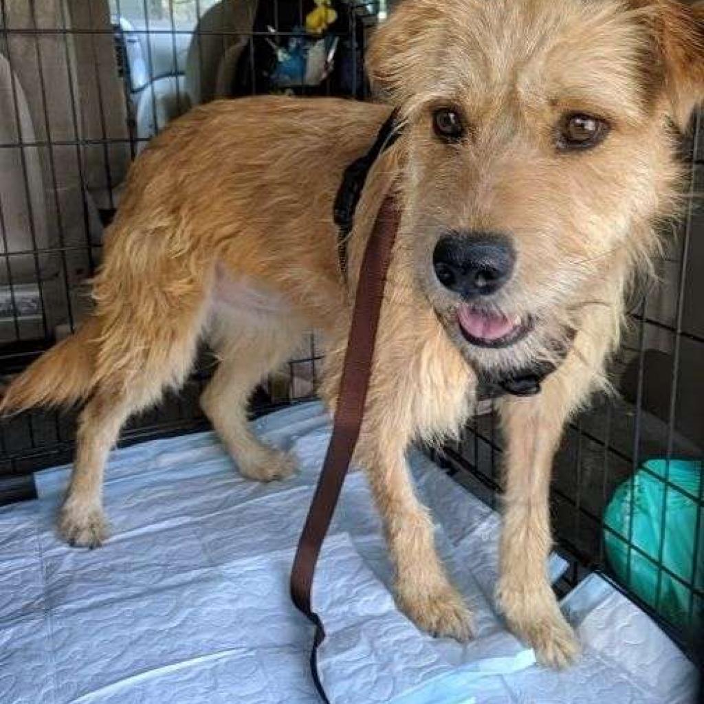 Treasure, an adoptable Terrier in Tuba City, AZ, 86045 | Photo Image 3