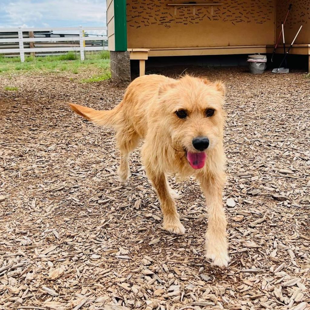 Treasure, an adoptable Terrier in Tuba City, AZ, 86045 | Photo Image 4